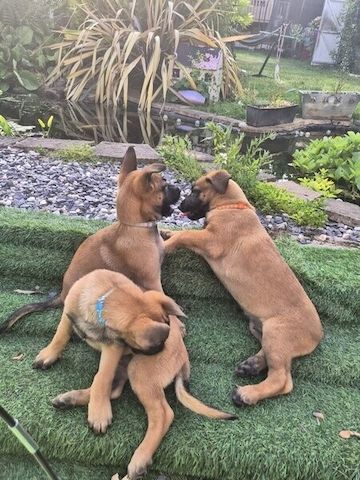 Belgische Schäferhundwelpen (Malinois) suchen ein neues Zuhause
