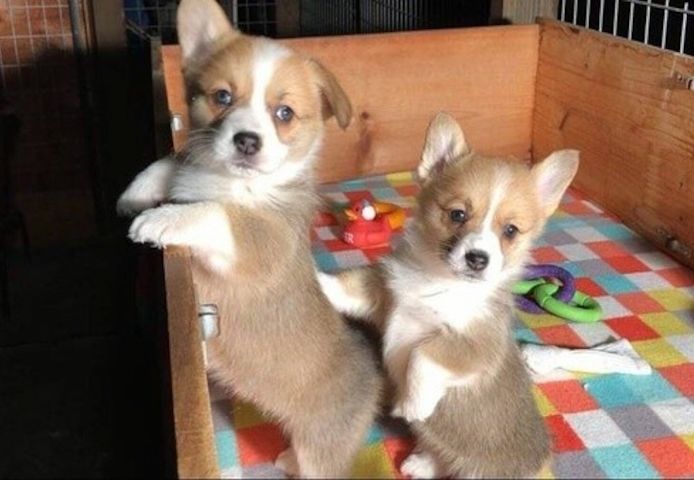 Corgi-Welpen zu adoptieren