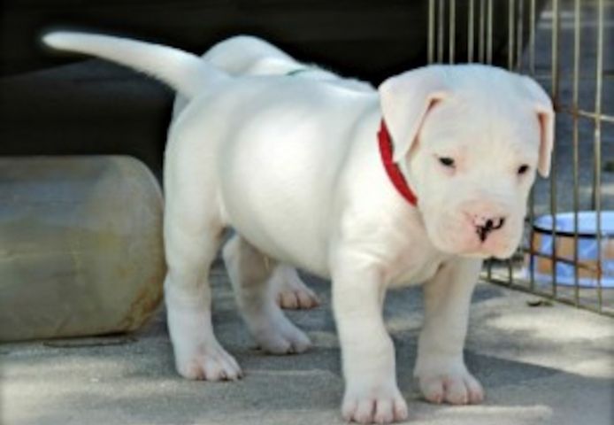 Dogo-Argentino-Welpen zu verkaufen