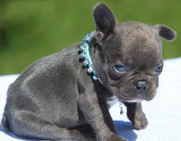 Wunderschöne Französische Bulldoggen-Welpen abzugeben