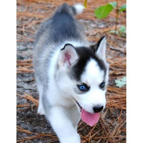 Siberian Husky ab sofort verfügbar