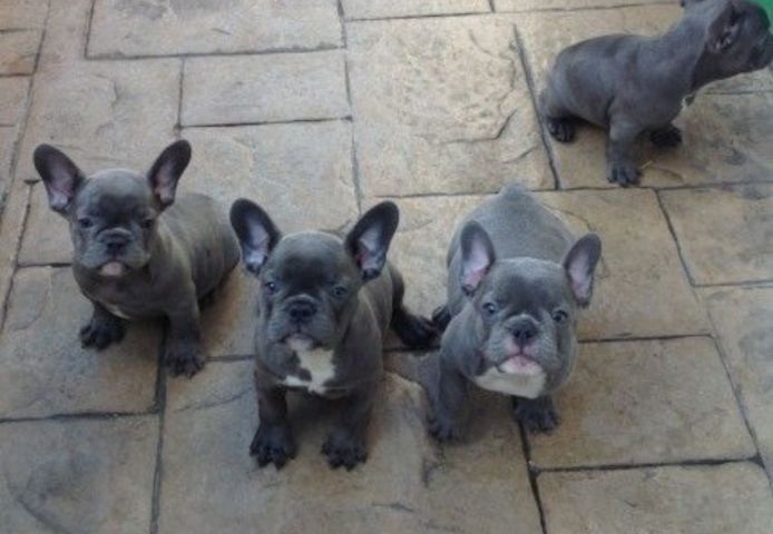 Erstklassige Welpen der Rasse Französische Bulldogge (Farbe: Blau).