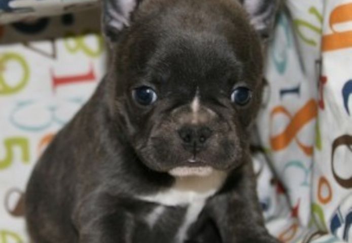 Französische Bulldoggen suchen ein neues Zuhause