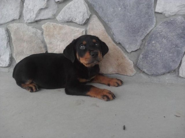 Deutsche Rottweiler