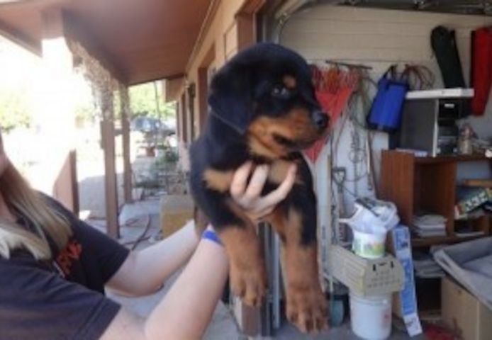 Schwarz-braune Rottweiler zur Adoption