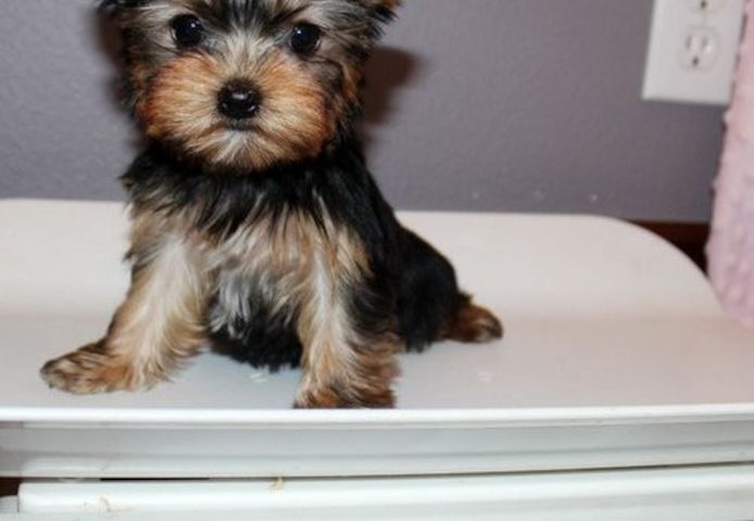 Yorkie-Welpen (Rüden und Hündinnen)