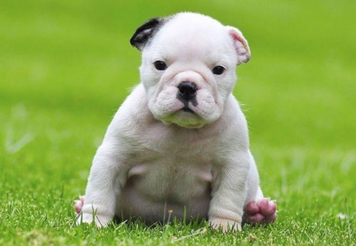 Englische Bulldoggen-Welpen
