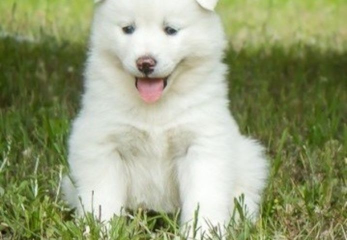Reinrassige Siberian-Husky-Welpen
