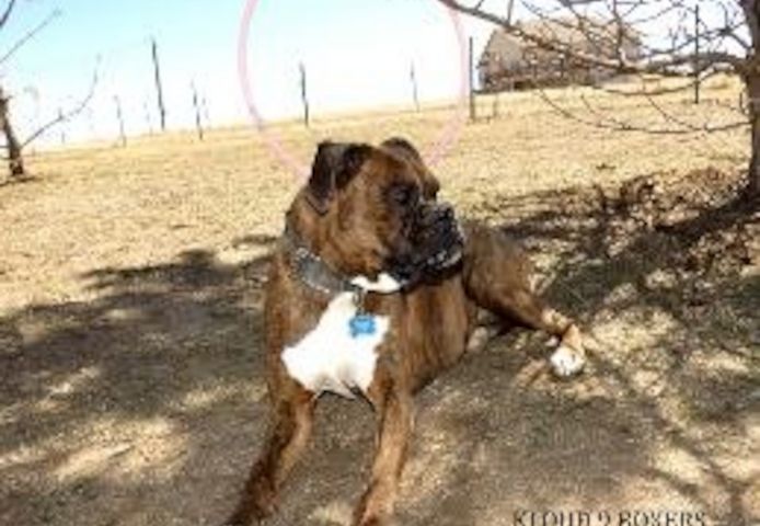 AKC-Boxerwelpen