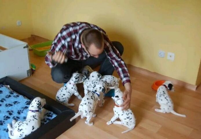 Wunderschöne Dalmatinerwelpen!!