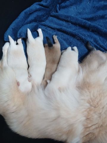Süße Pomchi Welpen (Chihuahua - Pomeranian Zwergspitz)