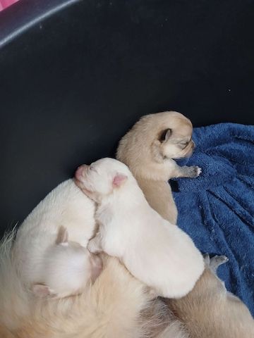 Süße Pomchi Welpen (Chihuahua - Pomeranian Zwergspitz)