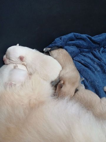 Süße Pomchi Welpen (Chihuahua - Pomeranian Zwergspitz)