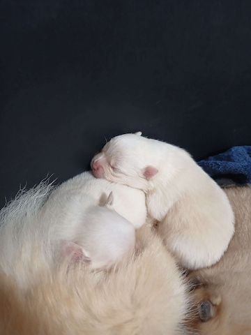 Süße Pomchi Welpen (Chihuahua - Pomeranian Zwergspitz)