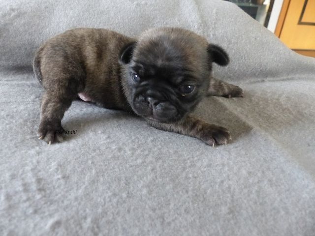 Altdeutsche Mops Welpen, frei atmend, mit Stammbaum, suchen ein neues Zuhause