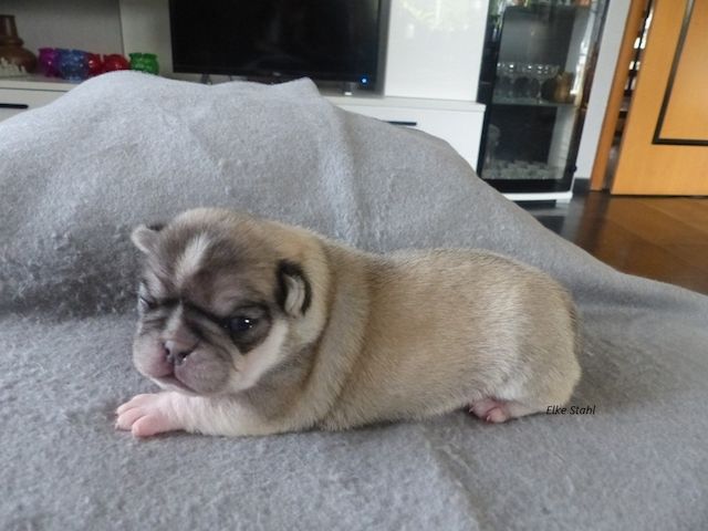 Altdeutsche Mops Welpen, frei atmend, mit Stammbaum, suchen ein neues Zuhause