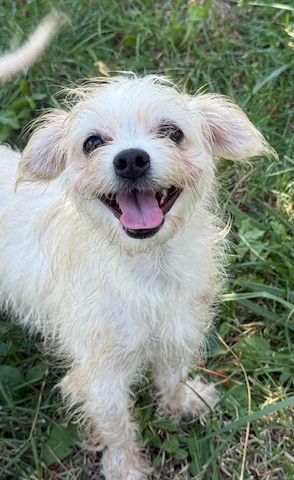 Maya - kleine süße Hundedame