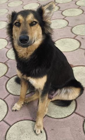 Nala - hat einen bezaubernden Charakter