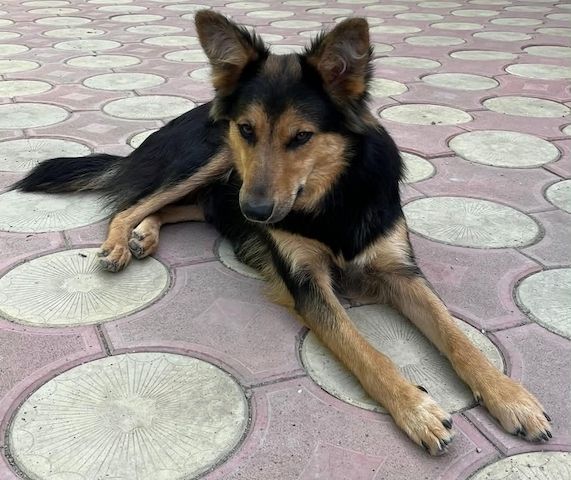 Nala - hat einen bezaubernden Charakter