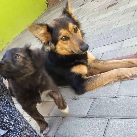Nala - hat einen bezaubernden Charakter