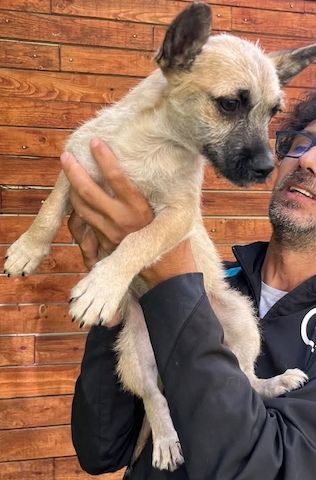 Ruby - meine Schwester hat bereits ein Zuhause