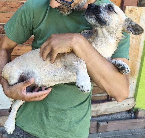 Ruby - meine Schwester hat bereits ein Zuhause