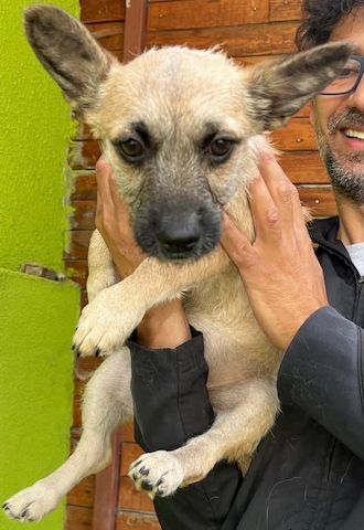 Ruby - meine Schwester hat bereits ein Zuhause