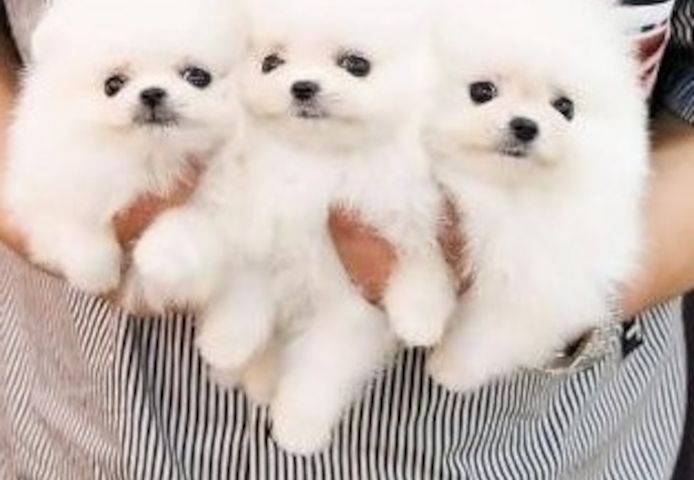 Reinrassige Zwergspitz-Welpen (Pomeranian)