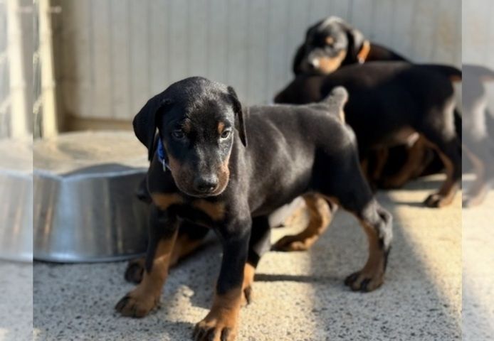 KC-registrierte Dobermann-Welpen zu verkaufen