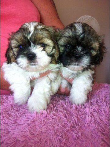 Bezaubernde Shih Tzu Welpen (Rüden und Hündinnen)