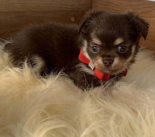 Chihuahua-Welpen zu verkaufen