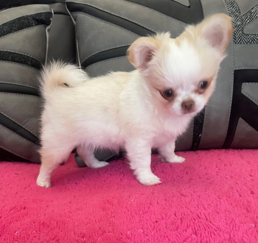 Chihuahua-Welpen zu verkaufen