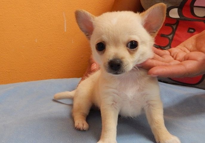 Chihuahua-Welpen zu verkaufen