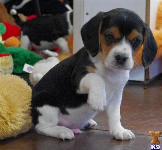 Beagle-Welpen. WhatsApp: +44 7469 456352