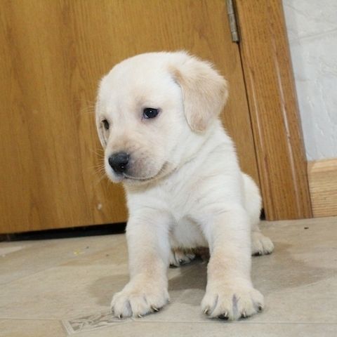 Labrador-Welpen. WhatsApp: +44 7469 456352