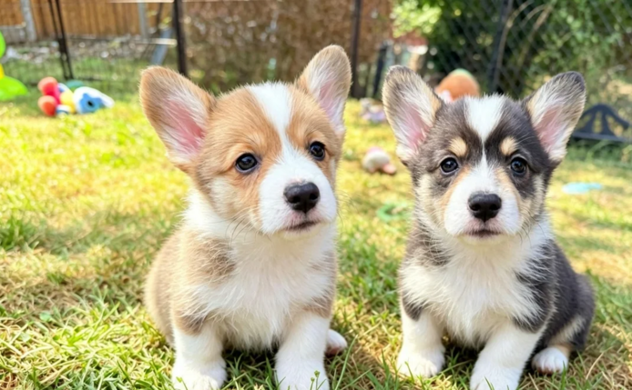Corgi-Welpen zu adoptieren