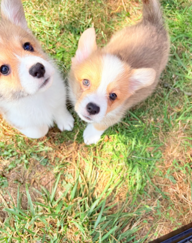 Corgi-Welpen zu adoptieren