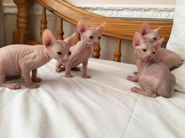 Liebliche und süße Sphynx-Kätzchen zur Adoption.