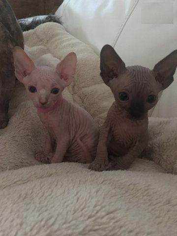 Sphynx-Kätzchen (männlich und weiblich)