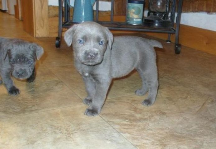 Registrierte Cane-Corso-Welpen