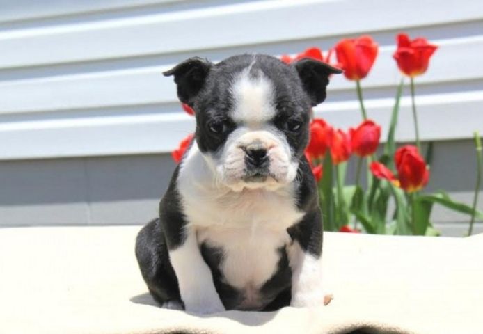 Blaue Boston-Terrier-Welpen (Rüden)