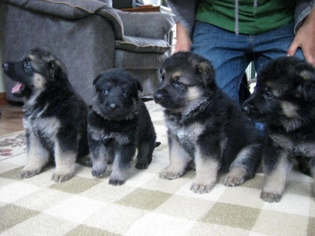 Schäferhund-Welpen zu verkaufen