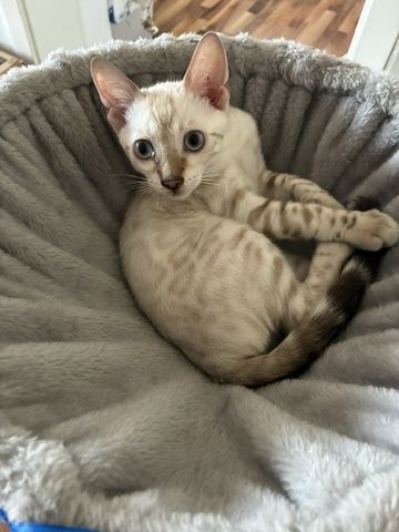Reinrassige Bengal-Katzen in liebevolle Hände abzugeben, mit Stammbaum.