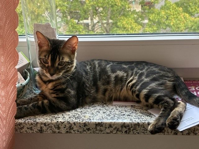 Reinrassige Bengal-Katzen in liebevolle Hände abzugeben, mit Stammbaum.