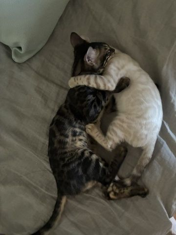 Reinrassige Bengal-Katzen in liebevolle Hände abzugeben, mit Stammbaum.