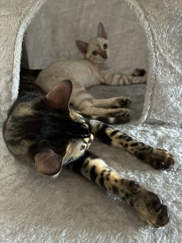 Reinrassige Bengal-Katzen in liebevolle Hände abzugeben, mit Stammbaum.