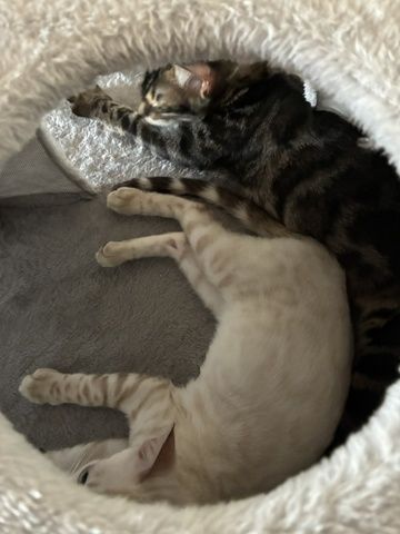 Reinrassige Bengal-Katzen in liebevolle Hände abzugeben, mit Stammbaum.