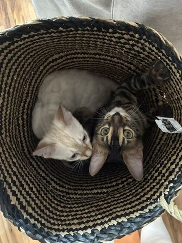 Reinrassige Bengal-Katzen in liebevolle Hände abzugeben, mit Stammbaum.
