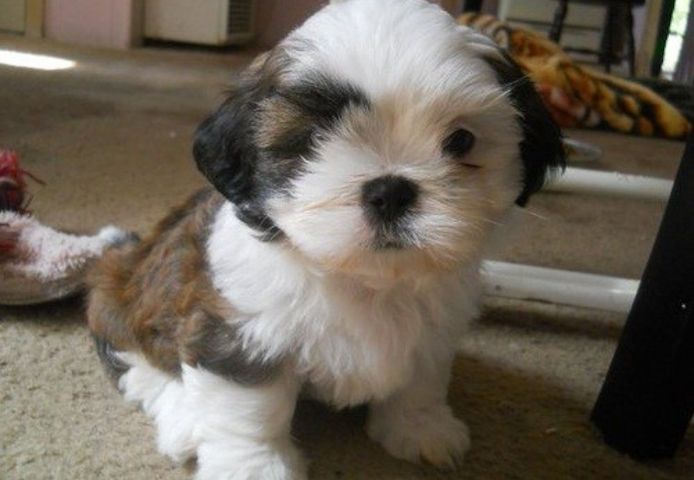 Shih Tzus aus Familienaufzucht