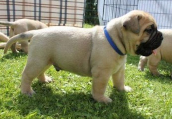 Kräftige Bullmastiff-Welpen zu verkaufen